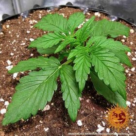 Barneys Farm Zkittlez OG AUTO - 3 autoflowering Samen