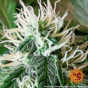 Barneys Farm Zkittlez OG AUTO - 3 autoflowering Samen