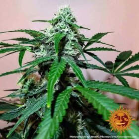 Barneys Farm Zkittlez OG AUTO - 3 autoflowering Samen