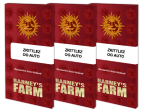 Barneys Farm Zkittlez OG AUTO - 3 automatisierte Samen