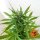 Barneys Farm Zkittlez OG AUTO - 3 autoflowering Samen