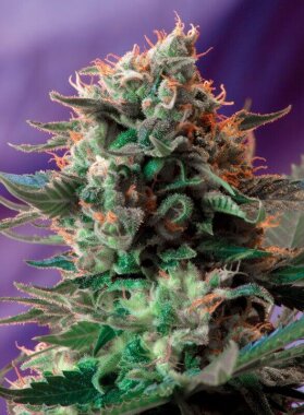 Sweet Seeds Jack 47 F1 Fast Version - 3 feminisierte Samen