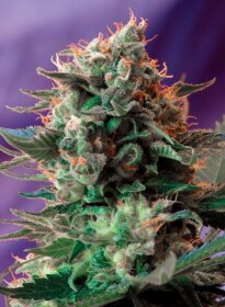 Sweet Seeds Jack 47 F1 FAST VERSION - 3 feminisierte Samen