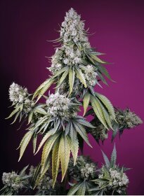 Sweet Seeds Jealousy Z XL AUTO - 3 automated seeds