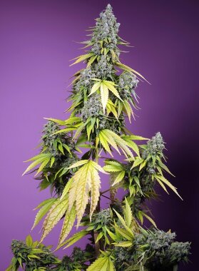 Sweet Seeds Jet Fuel Mandarine XL AUTO - 3 autoflowering...