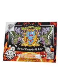 Sweet Seeds Jet Fuel Tangerine XL AUTO - 3 automated seeds