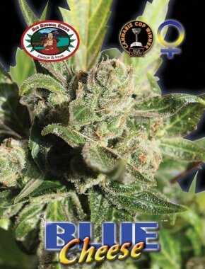 Big Buddha Seeds Blue Cheese - 5 feminisierte Samen