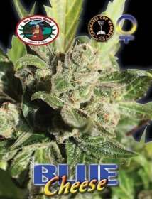 Big Buddha Seeds Blue Cheese - 5 feminized seeds