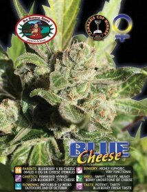 Big Buddha Seeds Blue Cheese - 5 feminized seeds