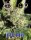 Big Buddha Seeds Blue Cheese - 5 feminisierte Samen