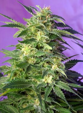 Sweet Seeds Killer Kush Auto - 3 automatisierte Samen