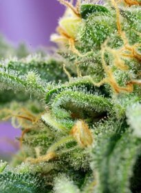 Sweet Seeds Killer Kush AUTO - 3 autoflowering Samen