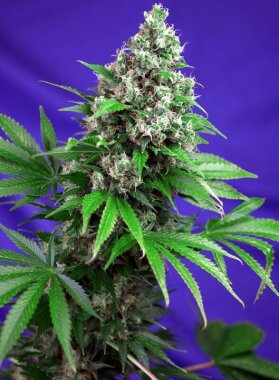 Sweet Seeds Killer Kush F1 Fast Version - 3 feminisierte...