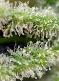 Sweet Seeds Killer Kush F1 FAST VERSION - 3 feminisierte Samen