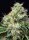 Sweet Seeds Killer Kush F1 FAST VERSION - 3 feminisierte Samen