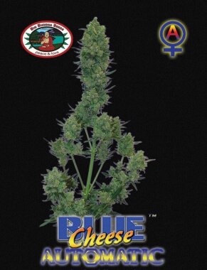 Big Buddha Seeds Blue Cheese AUTOMATIC - 5 autoflowering...