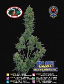 Big Buddha Seeds Blue Cheese AUTOMATIC - 5 automatisierte Samen