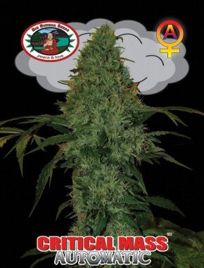 Big Buddha Seeds Critical Mass AUTOMATIC - 5 automatisierte Samen