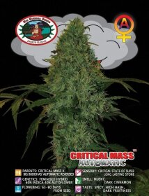 Big Buddha Seeds Critical Mass AUTOMATIC - 5 automated seeds