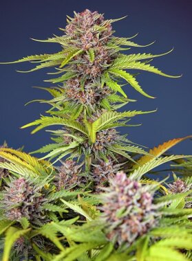 Sweet Seeds Mimosa Bruce Banner XL AUTO - 3 autoflowering...