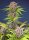 Sweet Seeds Mimosa Bruce Banner XL AUTO - 3 autoflowering Samen