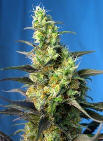 Sweet Seeds NYC Diesel CBD - 3 feminisierte Samen