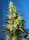 Sweet Seeds NYC Diesel CBD - 3 feminisierte Samen