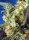 Sweet Seeds NYC Diesel CBD - 3 feminisierte Samen