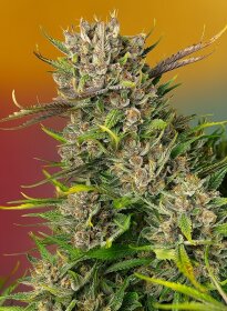 Sweet Seeds Papaya Zoap AUTO - 3 automated seeds