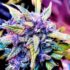 BSB Genetics Blackberry Nuggets - 5 feminized seeds