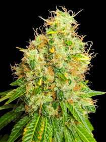 BSB Genetics Blackberry Nuggets - 5 feminisierte Samen