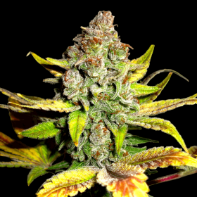 BSB Genetics Gorilla Glue #4 - 5 feminized seeds