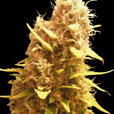 BSB Genetics Moby Dick - 5 feminisierte Samen