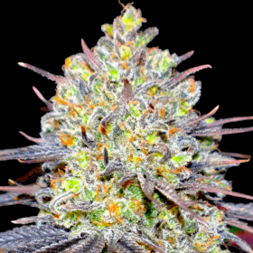 BSB Genetics The Runtz - 5 feminized seeds