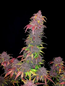 BSB Genetics Strawberry Milkshake AUTO - 5 automated seeds