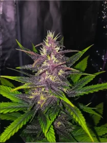 BSB Genetics Strawberry Milkshake AUTO - 5 autoflowering Samen