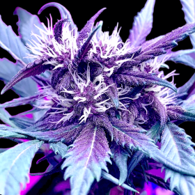 BSB Genetics Strawberry Milkshake AUTO - 5 autoflowering Samen