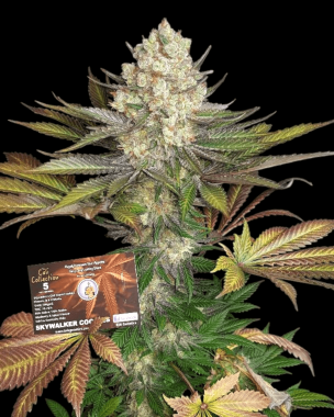 BSB Genetics Skywalker Cookies Cali Collection- 5...