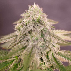 Delicious Seeds Bay Burger - 3 feminized seeds