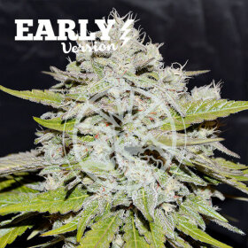 Delicious Seeds Bay Burger Early Version - 3 feminized seeds