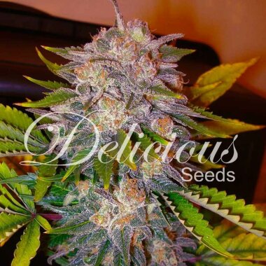 Delicious Seeds Caramelo - 3 feminisierte Samen