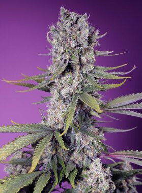 Sweet Seeds Papaya Zoap F1 FAST VERSION - 3 feminisierte Samen