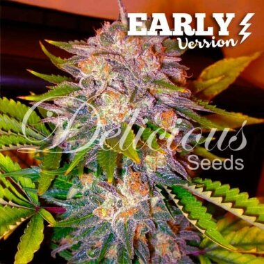 Delicious Seeds Caramelo Early Version - 3 feminisierte...