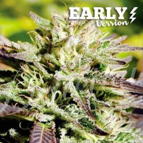 Delicious Seeds Caramelo Early Version - 3 feminized seeds