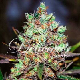 Delicious Seeds Cotton Candy Kush - 3 feminisierte Samen