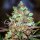 Delicious Seeds Cotton Candy Kush - 3 feminisierte Samen