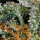 Delicious Seeds Cotton Candy Kush - 3 feminisierte Samen