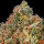 Delicious Seeds Cotton Candy Kush - 3 feminisierte Samen