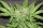 Delicious Seeds Cotton Candy Kush - 3 feminisierte Samen