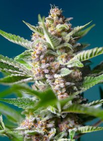 Sweet Seeds Purple Punch OG - 3 feminisierte Samen